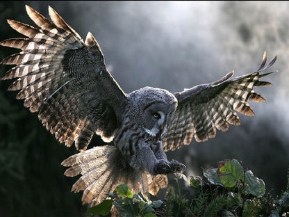 Flying Owl Digital Painting Home Decor Premium Quality Poster Print Choose Your Sizes