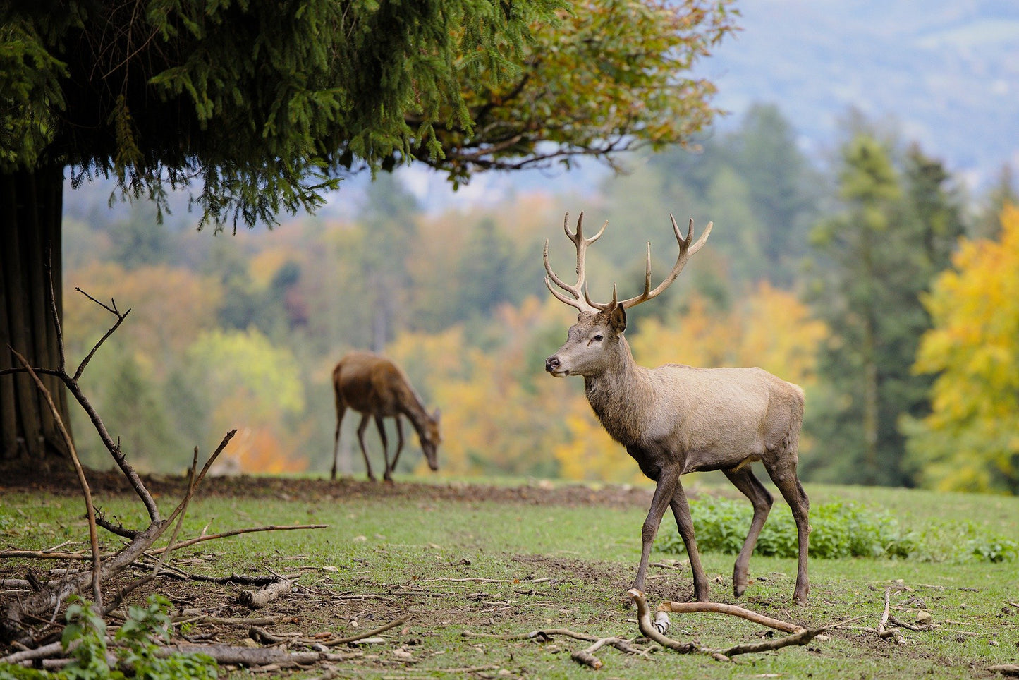 Deer Walking Photograph Print 100% Australian Made