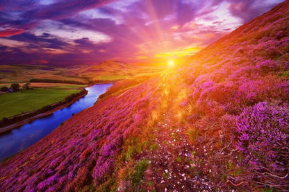 Sunset View Over Flower Field Print 100% Australian Made