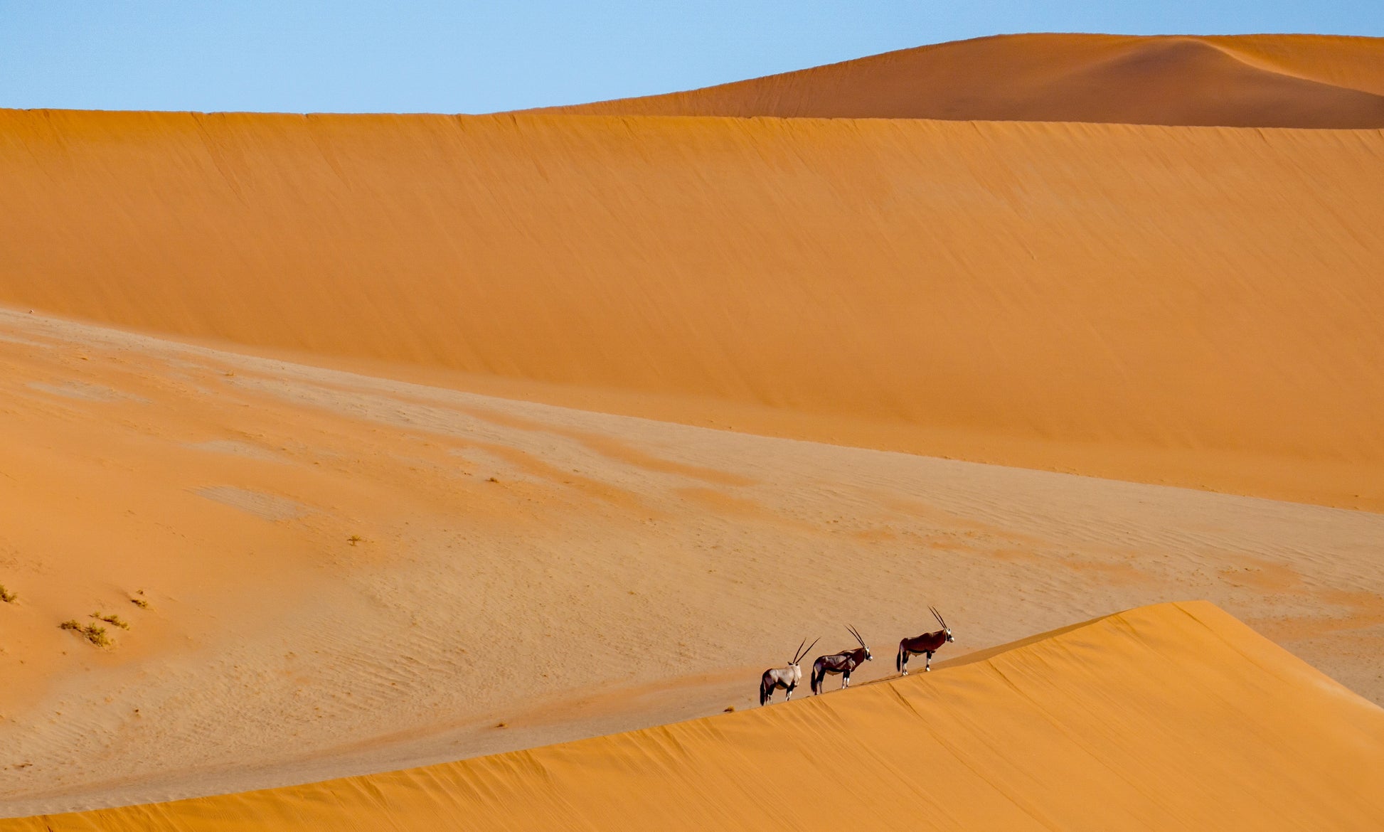 Animals on Desert Photograph Home Decor Premium Quality Poster Print Choose Your Sizes