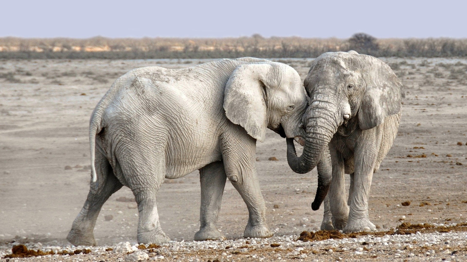 Elephants in the Middle of the Savannah Photograph Print 100% Australian Made