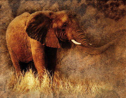 Elephant Walking Photograph Print 100% Australian Made