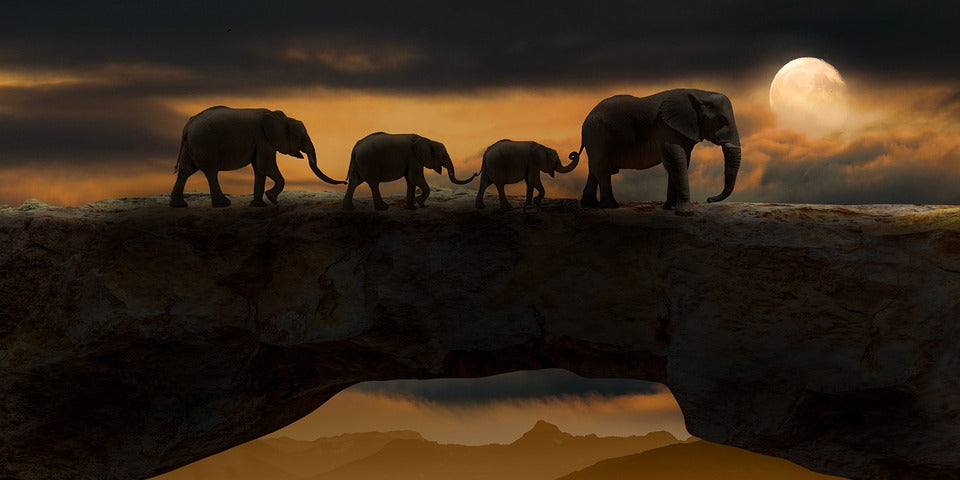 Elephants Walking at Sunset Photograph Print 100% Australian Made