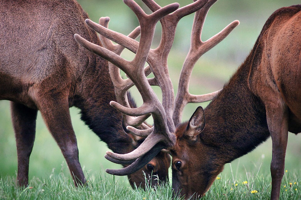 Elk Pair with Antlers Portrait Photograph Print 100% Australian Made