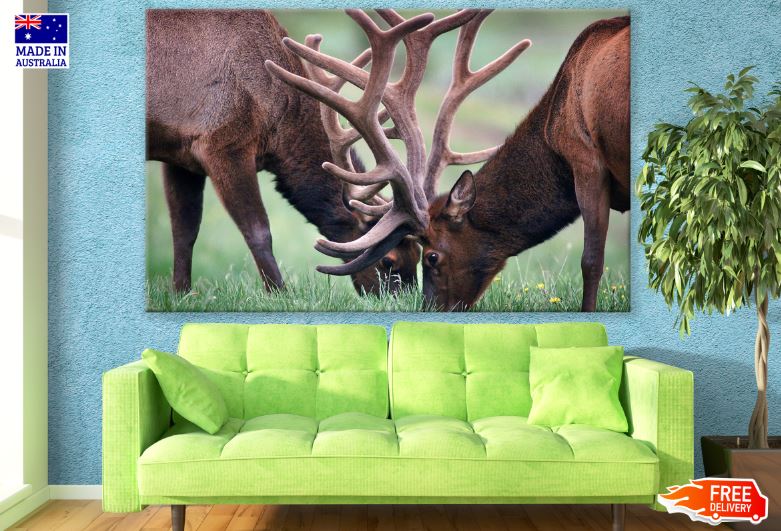 Elk Pair with Antlers Portrait Photograph Print 100% Australian Made
