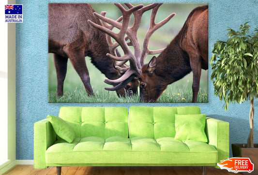 Elk Pair with Antlers Portrait Photograph Print 100% Australian Made