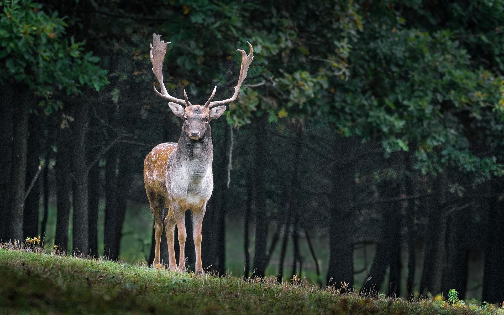 Deer in Forest Photograph Print 100% Australian Made