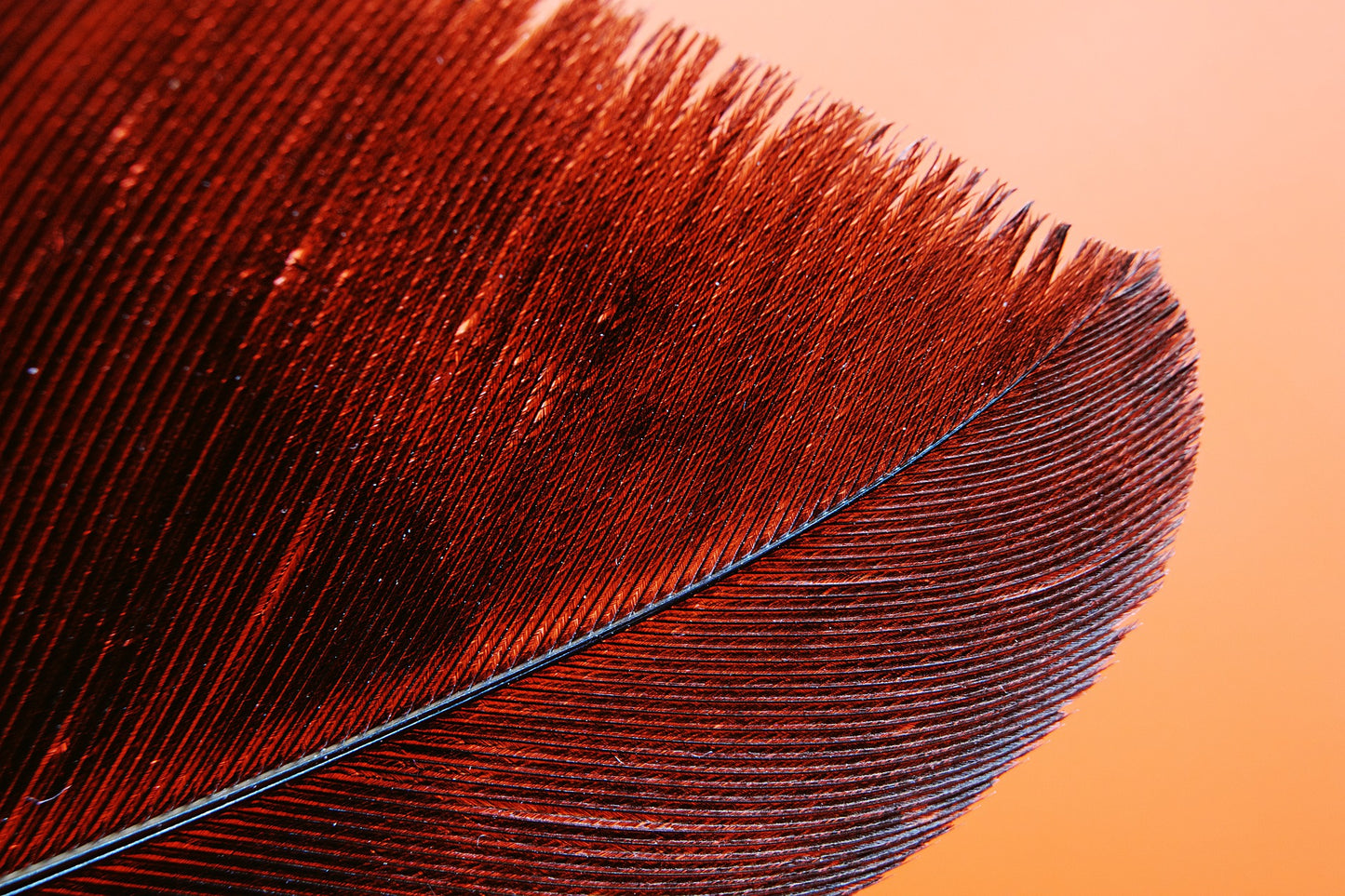 Feather Closeup Photograph Home Decor Premium Quality Poster Print Choose Your Sizes