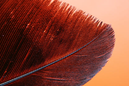 Feather Closeup Photograph Home Decor Premium Quality Poster Print Choose Your Sizes