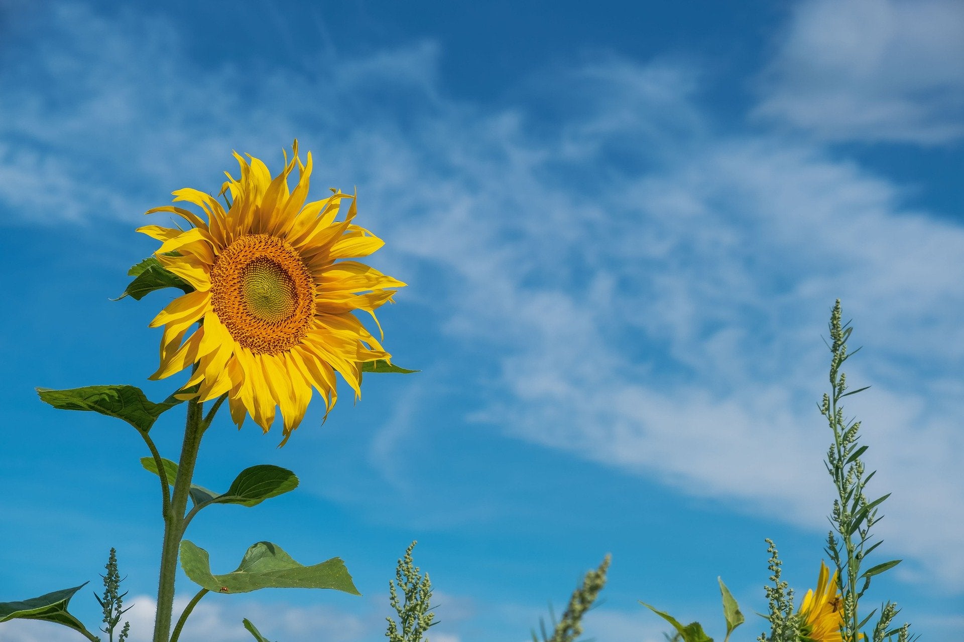 Sunflower Photograph Print 100% Australian Made