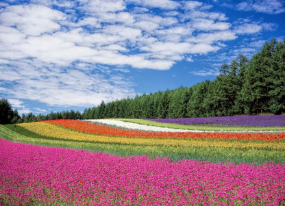 Colorful Flower Field Photograph Print 100% Australian Made