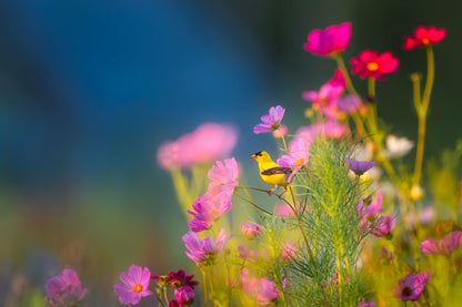 Small Bird on a Colorful Flower Photograph Print 100% Australian Made