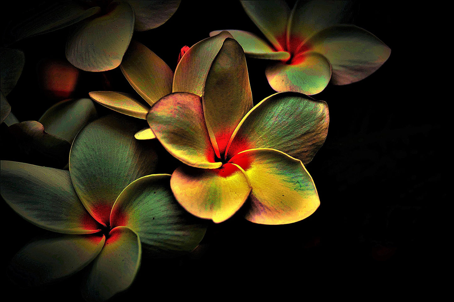 Flowers Closeup Photograph Home Decor Premium Quality Poster Print Choose Your Sizes