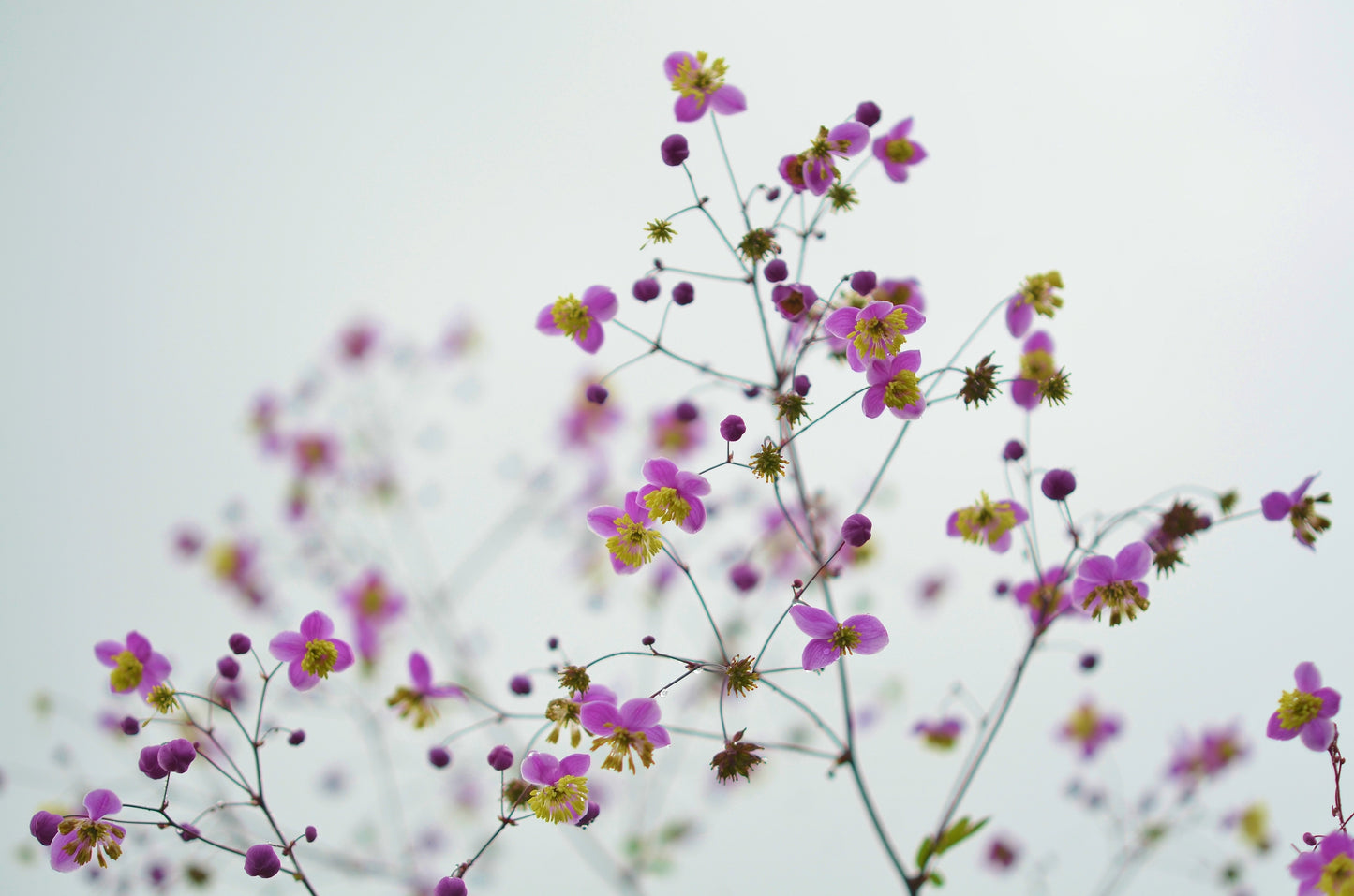 Colorful Flower Tree Closeup Photograph Print 100% Australian Made