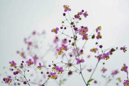 Colorful Flower Tree Closeup Photograph Print 100% Australian Made