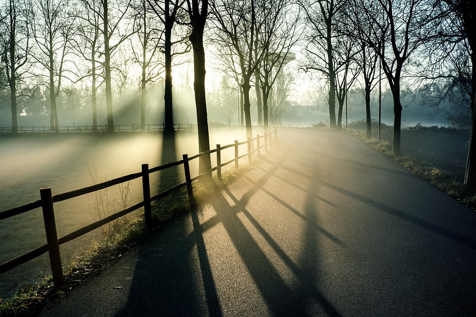 Forest & Misty Road Photograph Print 100% Australian Made