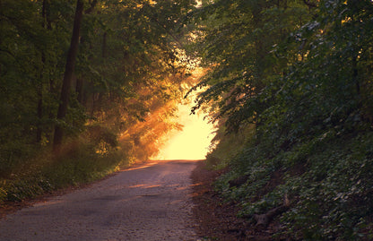 Road Between Forest Photograph Print 100% Australian Made