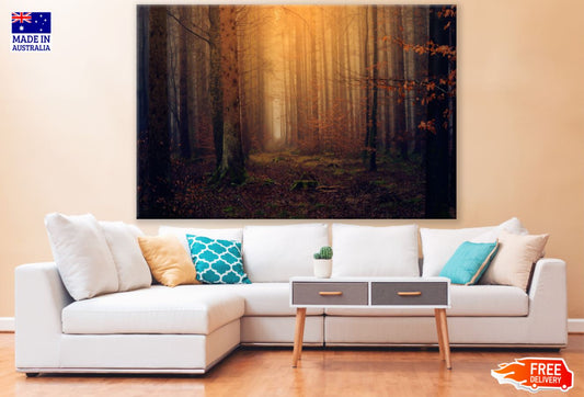 Autumn Forest Sunset View Print 100% Australian Made