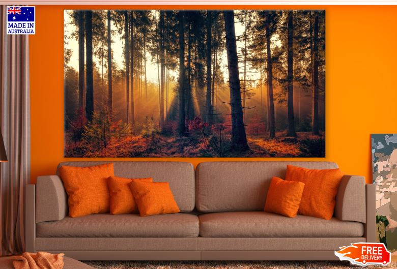 Autumn Forest Sunset Photograph Print 100% Australian Made