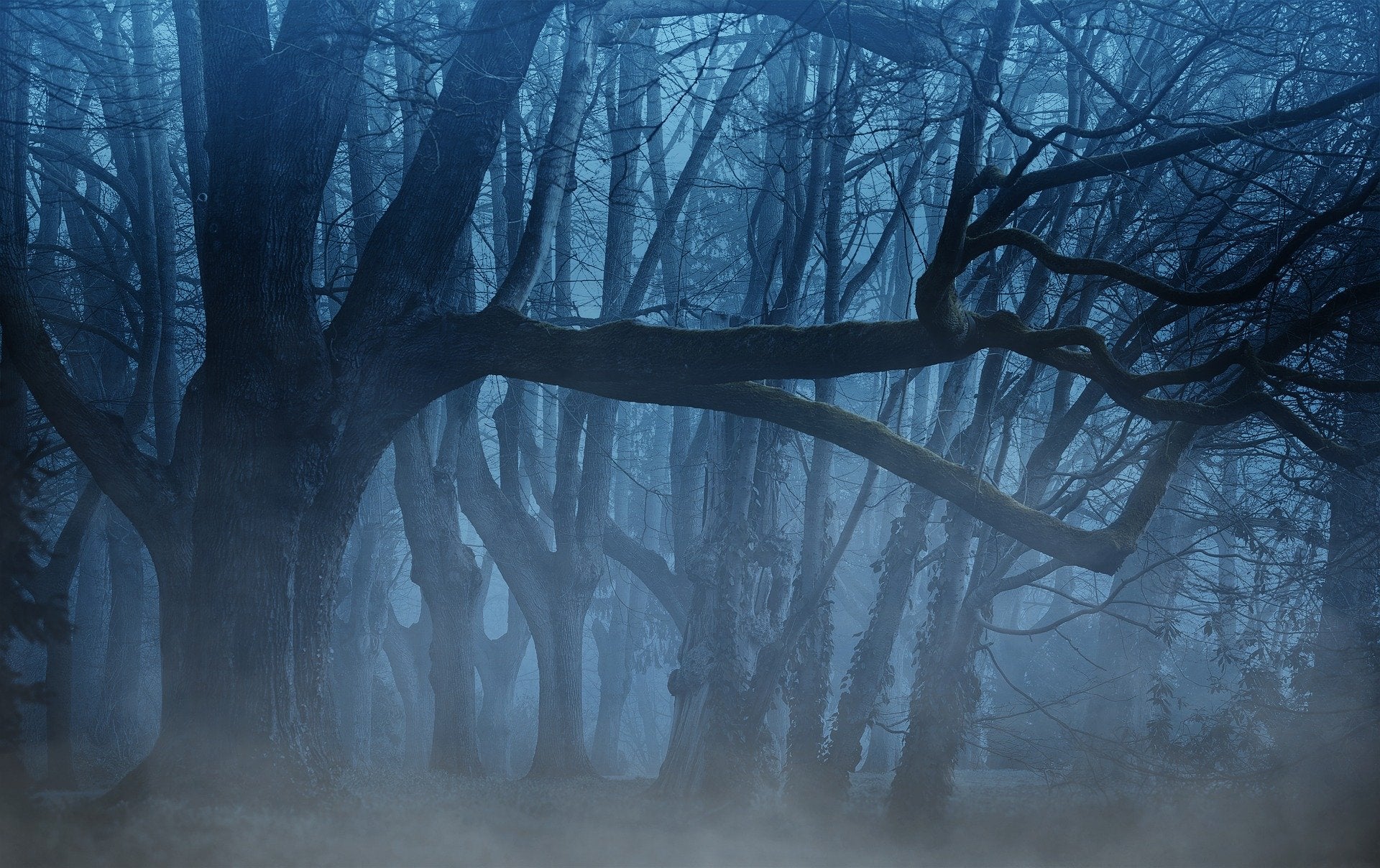 Tree in a Misty Forest Photograph Print 100% Australian Made