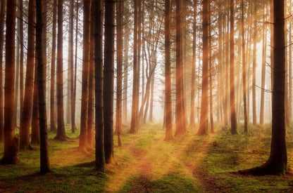 Sunrays Through Trees at Sunset Photograph Print 100% Australian Made