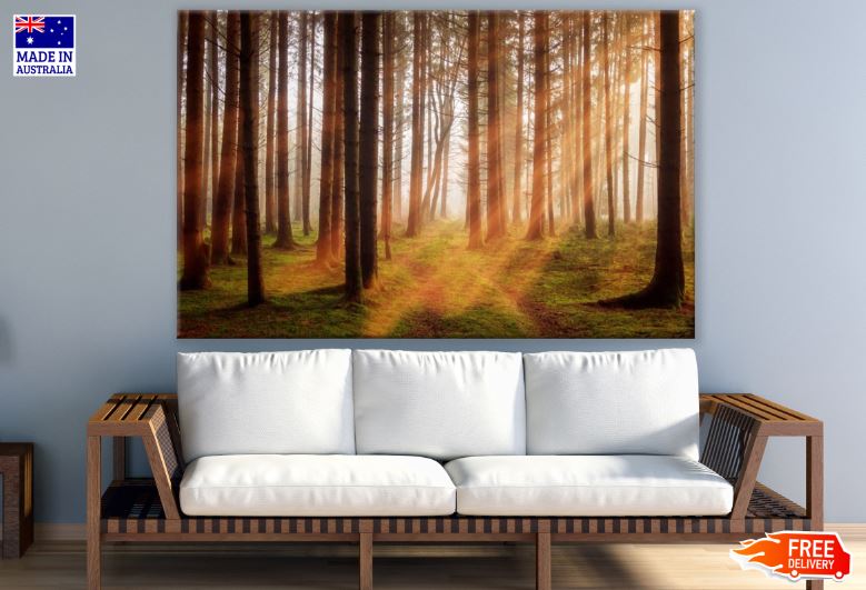 Sunrays Through Trees at Sunset Photograph Print 100% Australian Made