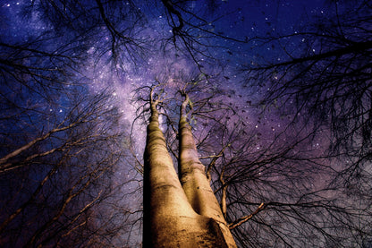 Stunning Night Sky View with High Trees Photograph Print 100% Australian Made