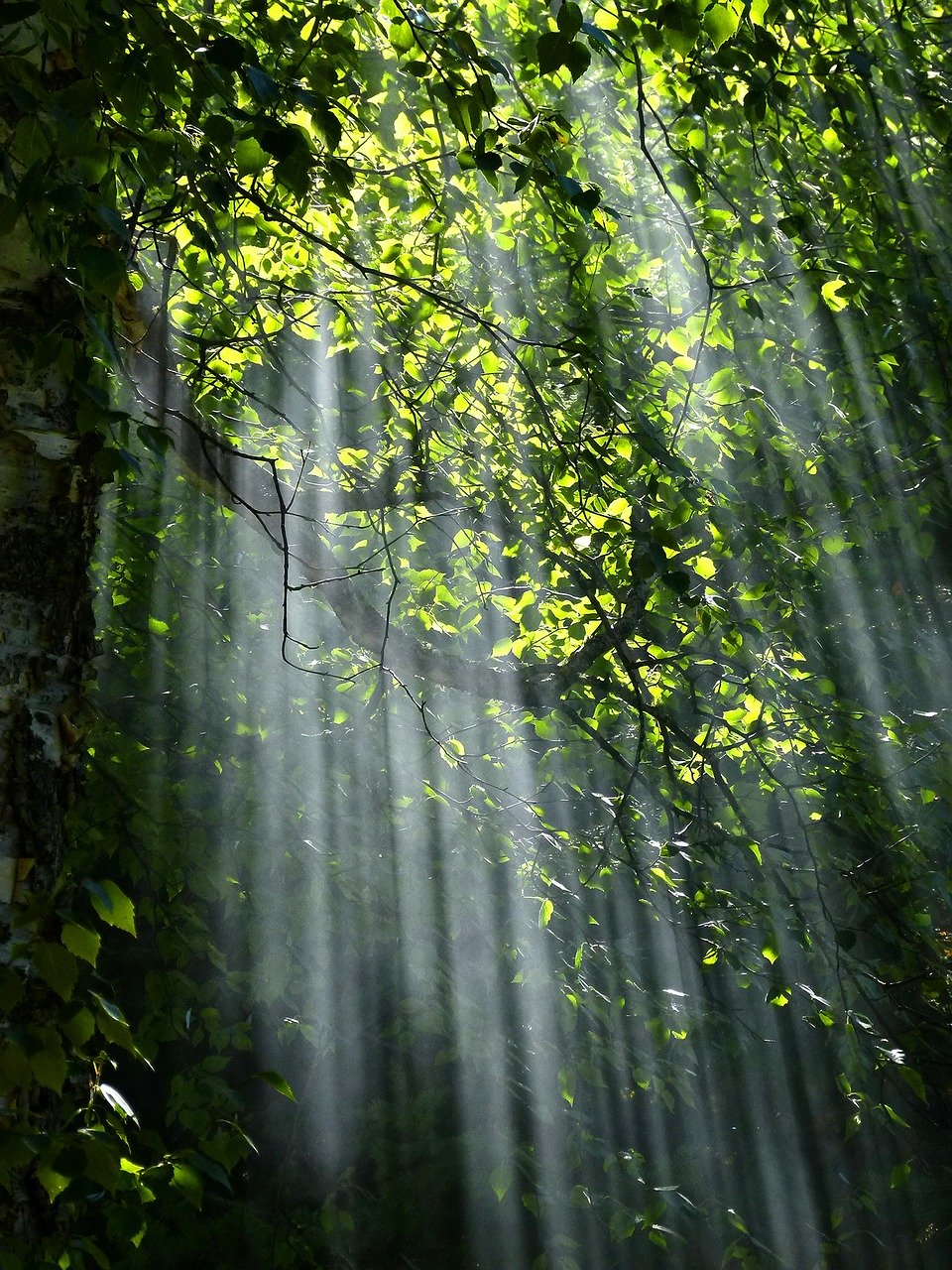 Rain Forest Sunlight Photograph Print 100% Australian Made