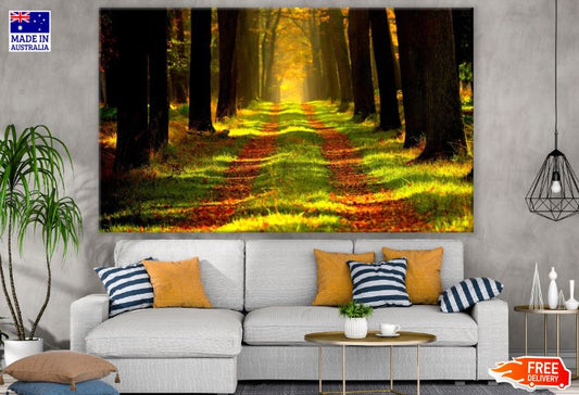 Road in Autumn Forest Photograph Print 100% Australian Made