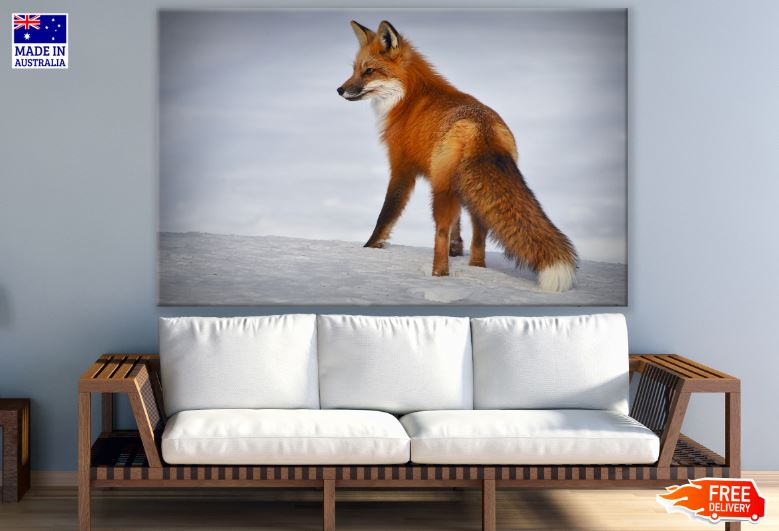 Fox Walking on Snow Photograph Print 100% Australian Made