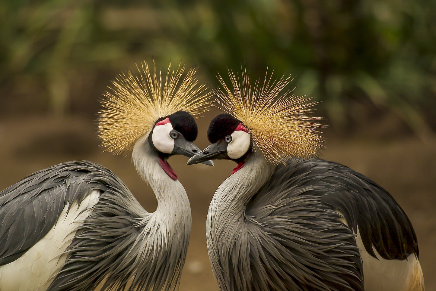Grey Crowned Cranes Photograph Print 100% Australian Made