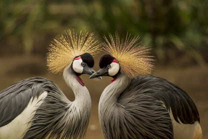 Grey Crowned Cranes Photograph Print 100% Australian Made