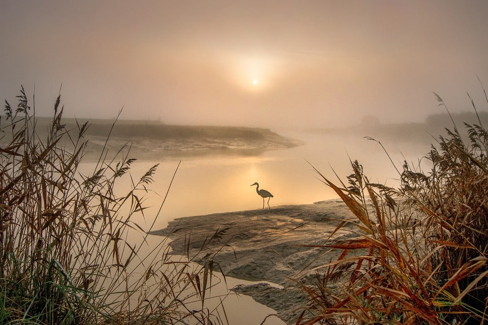 Bird Near Lake at Sunset Photograph Print 100% Australian Made