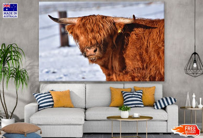 Highland Cow Portrait Photograph Print 100% Australian Made