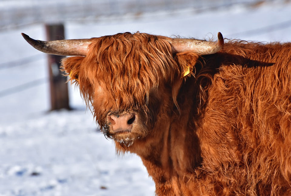 Highland Cow Portrait Photograph Print 100% Australian Made