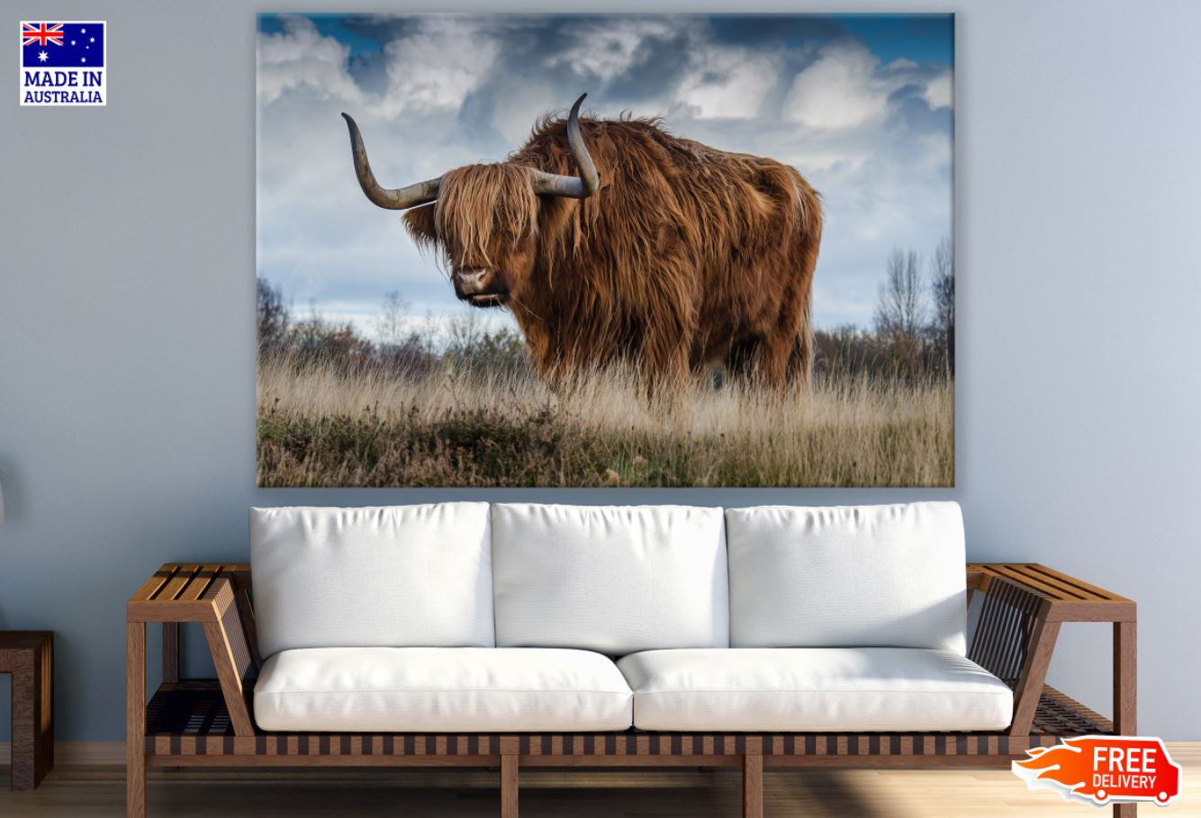 Highland Cow Closeup Photograph Print 100% Australian Made