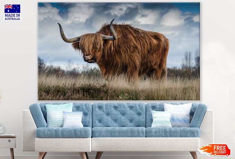 Highland Cow Portrait Photograph Print 100% Australian Made