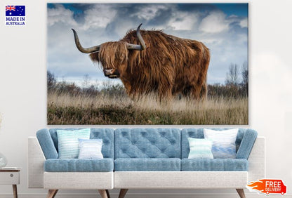 Highland Cow Portrait Photograph Print 100% Australian Made