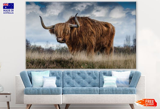 Highland Cow Portrait Photograph Print 100% Australian Made