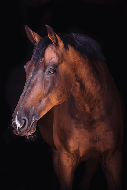 Horse Portrait Photograph Print 100% Australian Made