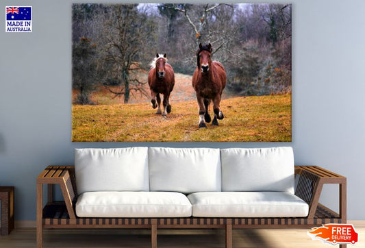 Running Brown Wild Horses Photograph Print 100% Australian Made