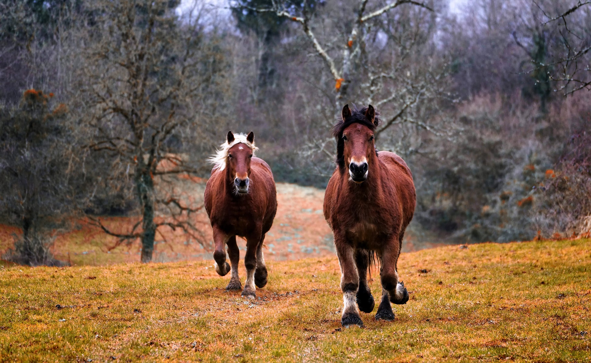 Running Brown Wild Horses Photograph Print 100% Australian Made