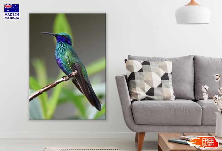 Colorful Humming Bird Photograph Print 100% Australian Made
