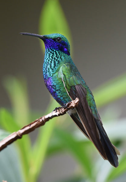Colorful Humming Bird Photograph Print 100% Australian Made