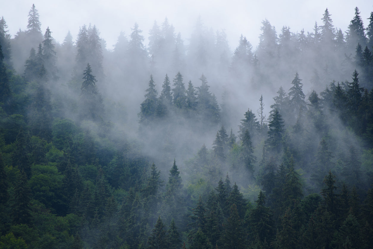 Misty Forest Sky View Photograph Home Decor Premium Quality Poster Print Choose Your Sizes