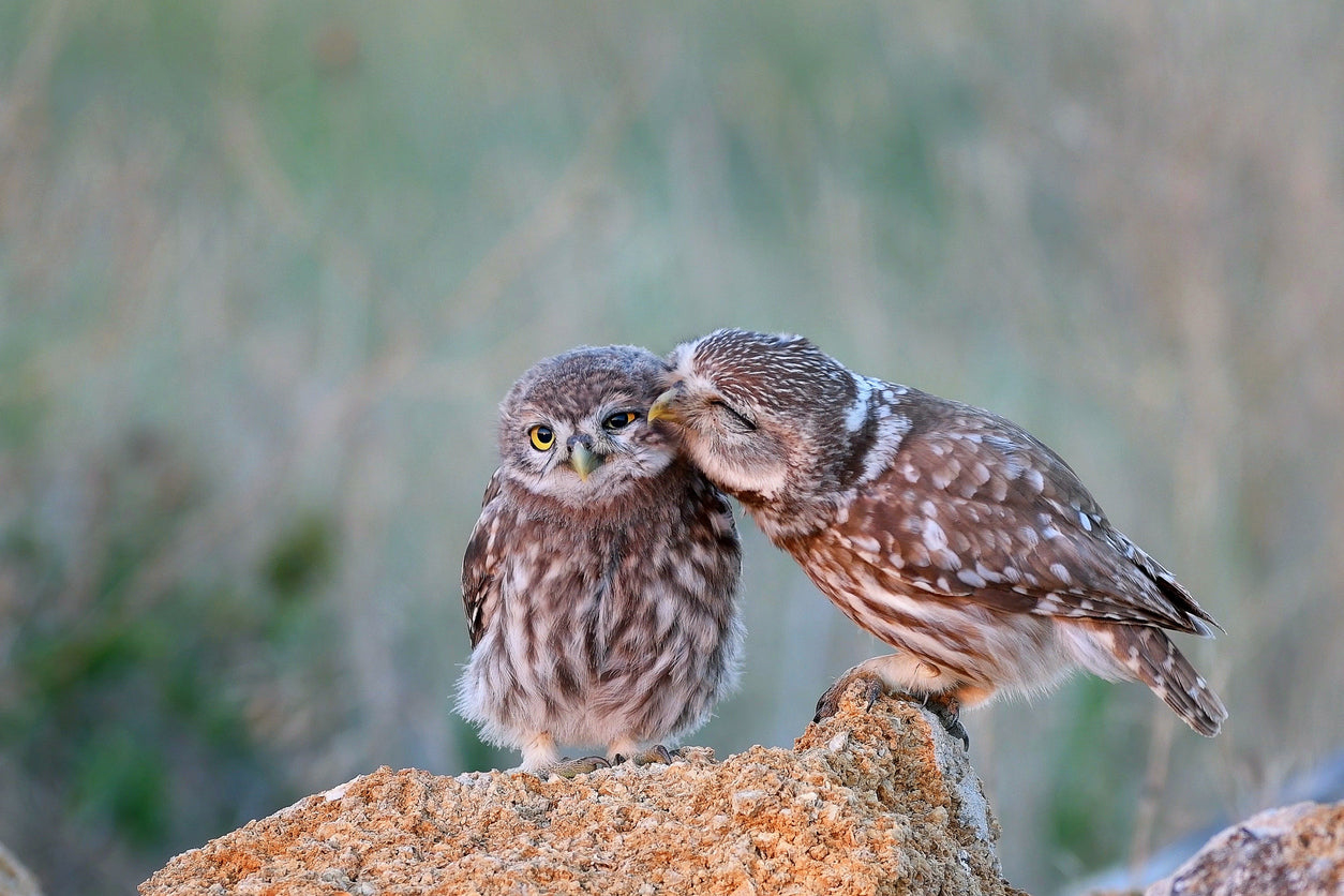 Owls on a Rock Photograph Home Decor Premium Quality Poster Print Choose Your Sizes