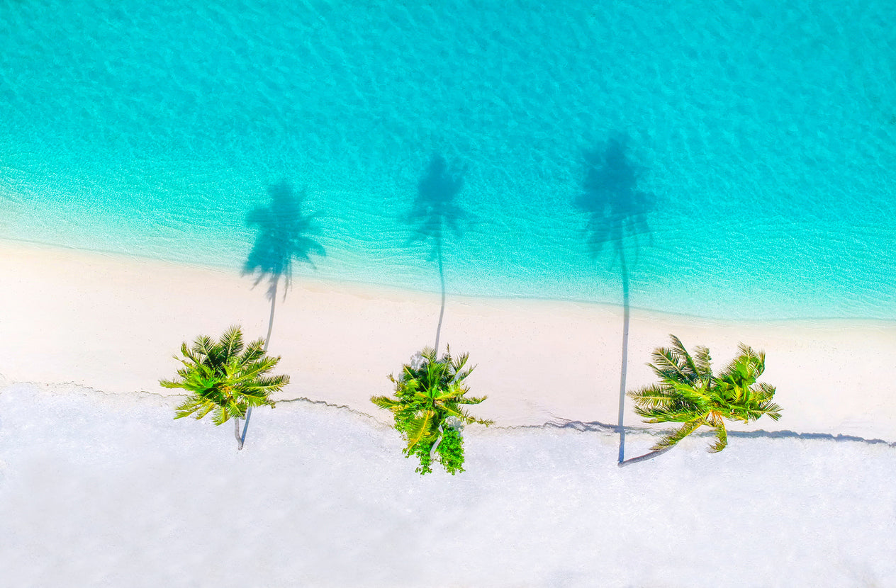 Palm Trees Near Sea Aerial View Photograph Print 100% Australian Made