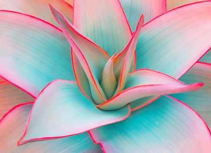 Flower Macro Photograph Home Decor Premium Quality Poster Print Choose Your Sizes