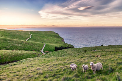 Sheeps on Meadow View Photograph Print 100% Australian Made
