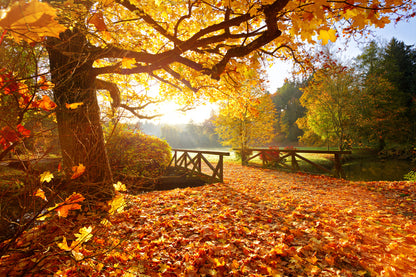 Bridge in Autumn Tree Forest View Print 100% Australian Made